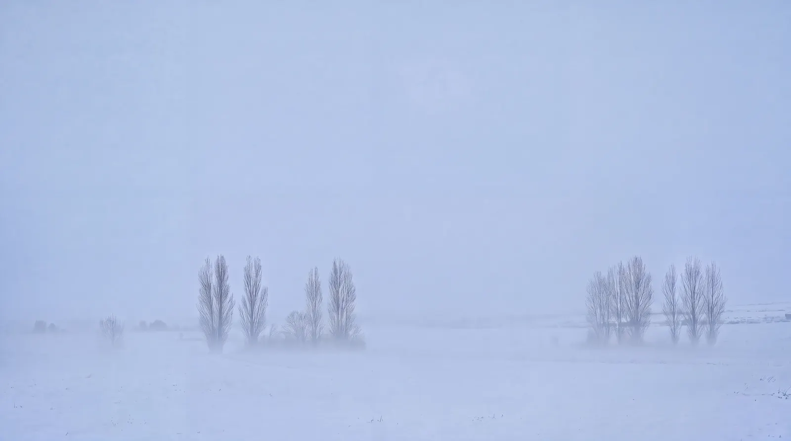 Una llanura nevada con álamos entre la bruma, al amanecer